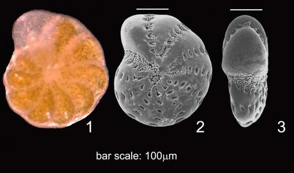 Plancia ëd Cribroelphidium williamsoni (Haynes 1973)