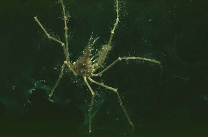 Image of long legged spider crab