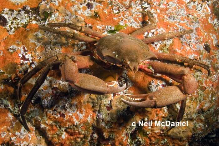 Image of northern kelp crab
