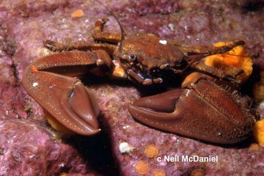 Image of flattop crab