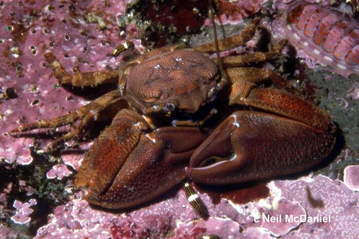 Image of flattop crab