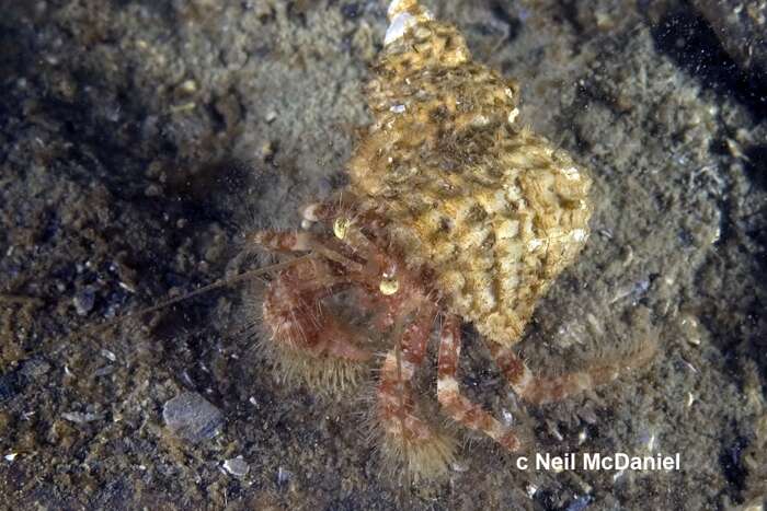 Image of setose hermit crab