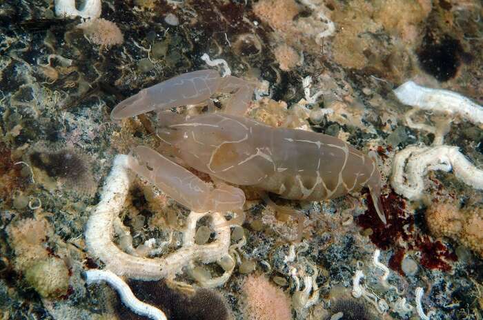 Image of fan-shell associated shrimp