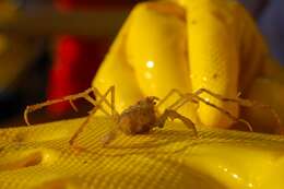 Image of long legged spider crab