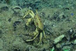 Image of golden deepsea crab