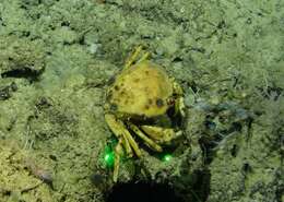 Image of golden deepsea crab