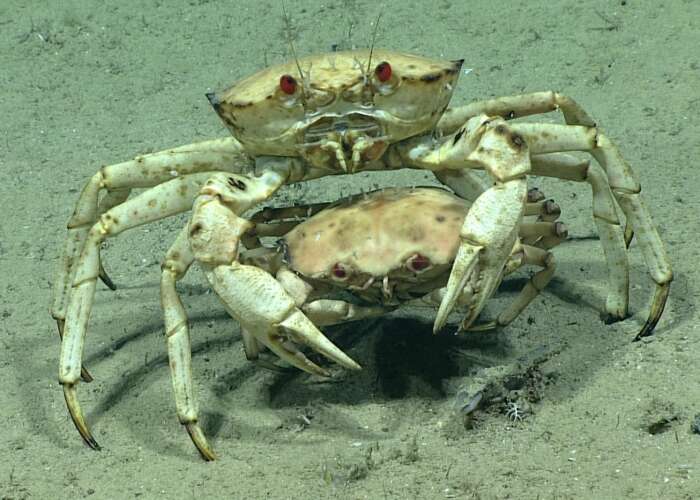 Image of golden deepsea crab
