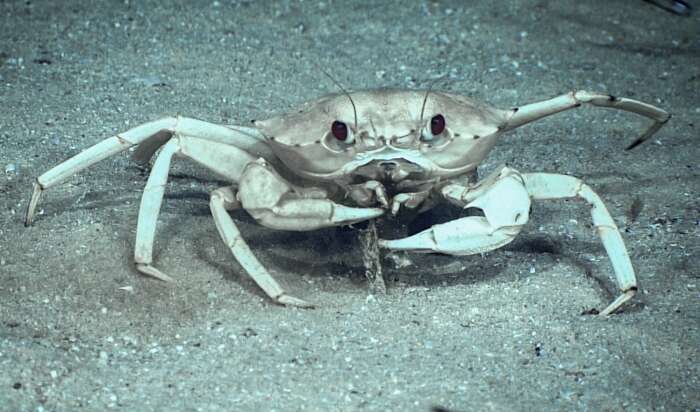 Image of golden deepsea crab