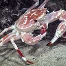 Image of sharpoar swimming crab
