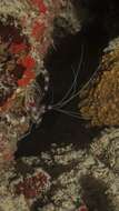 Image of Banded Coral Shrimp