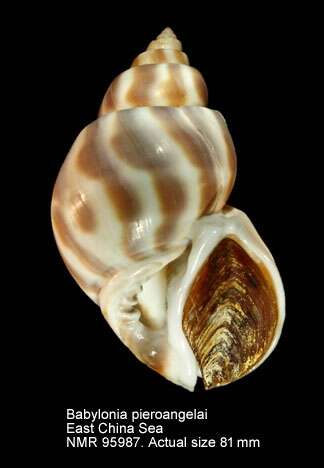 Image of Babylonia pieroangelai T. Cossignani 2008