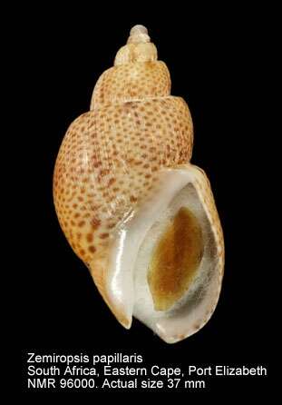 Image of Zemiropsis papillaris (G. B. Sowerby I 1825)