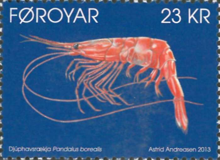 Image of northern prawn