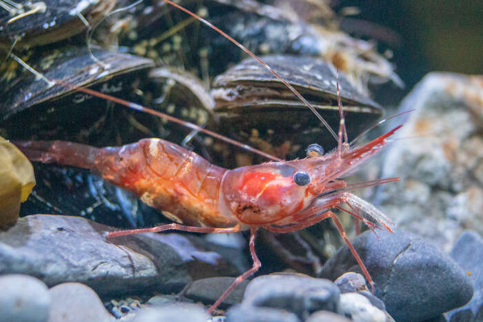 Image of Aesop shrimp