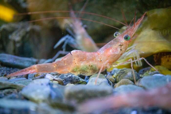 Image of northern prawn