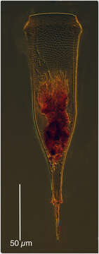 Sivun Xystonellopsis spicata (Brandt 1907) Kofoid & Campbell 1929 kuva