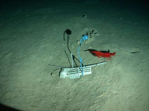 Image of monstrous gamba prawn