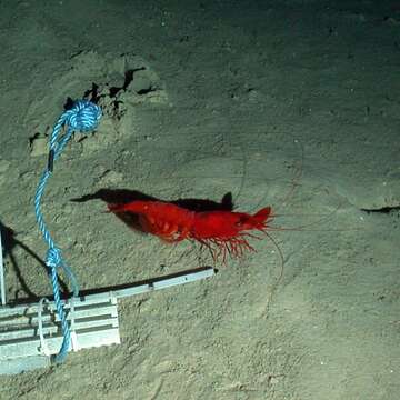 Image of monstrous gamba prawn