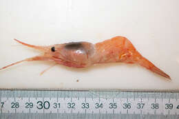 Image of Aesop shrimp