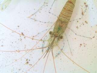 Image of Common prawn