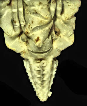 Image of crinoid