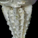 Image of crinoid