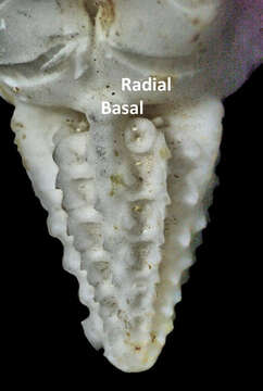 Image of crinoid