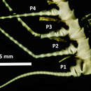 Image of Neometra diana (AH Clark 1912)