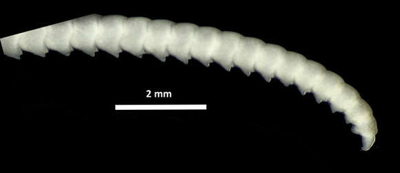 Image of Calometra discoidea (Carpenter 1888)