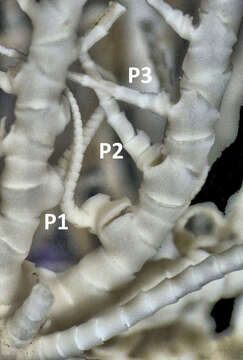 Image of Calometra discoidea (Carpenter 1888)