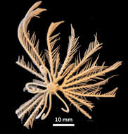 Image of Neometra acanthaster (AH Clark 1908)