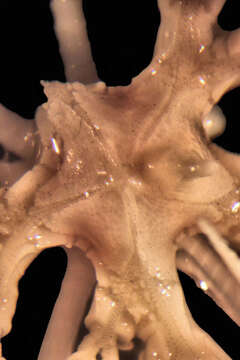 Image of Neometra acanthaster (AH Clark 1908)