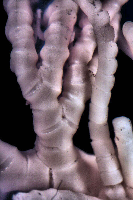 Image of Neometra gorgonia AH Clark 1914