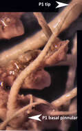 Image of Neometra gorgonia AH Clark 1914