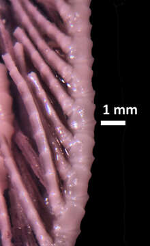 Image of Neometra gorgonia AH Clark 1914