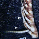 Image of Colobometra arabica AH Clark 1937
