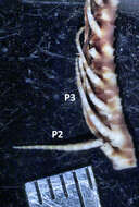 Image of Colobometra arabica AH Clark 1937