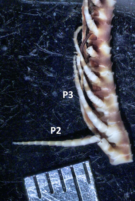 Image of Colobometra arabica AH Clark 1937