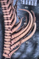 Image of Himerometroidea AH Clark 1908