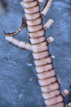 Image of Heterometra sarae AH Clark 1941