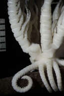 Image of Crinoidea