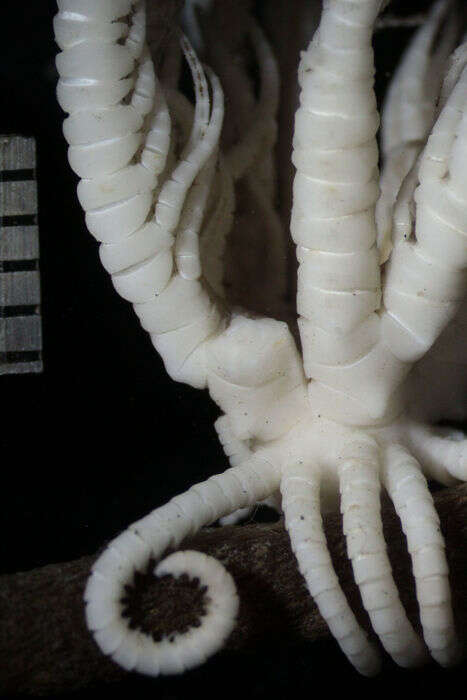 Image of Crinoidea