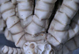 Image of Amphimetra moelleri (AH Clark 1908)