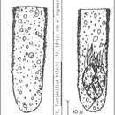 Image of Tintinnidium balechi