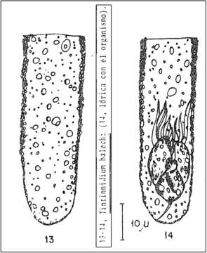 Image of Tintinnidium balechi