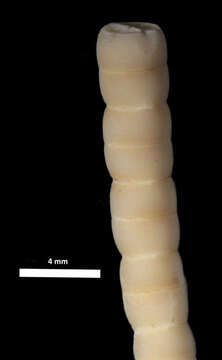 Image of Zeuctocrinus gisleni AM Clark 1973