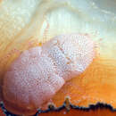 Image of Hawaiian pearl-oyster shrimp