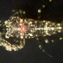 Image of Ascidonia quasipusilla (Chace 1972)