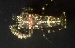 Image of Ascidonia quasipusilla (Chace 1972)