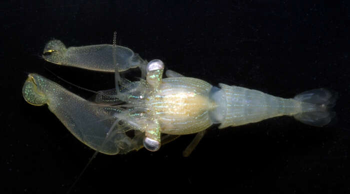Image of Biota